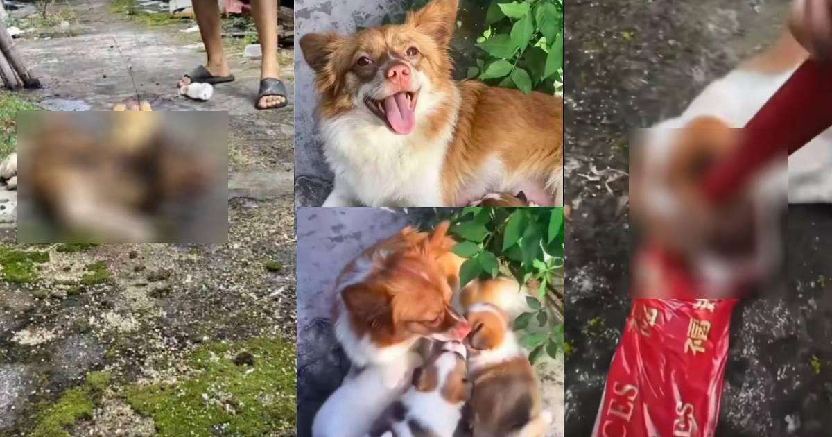 image for Outrage after 4 boys filmed beating, burning mother dog and puppy to death in China