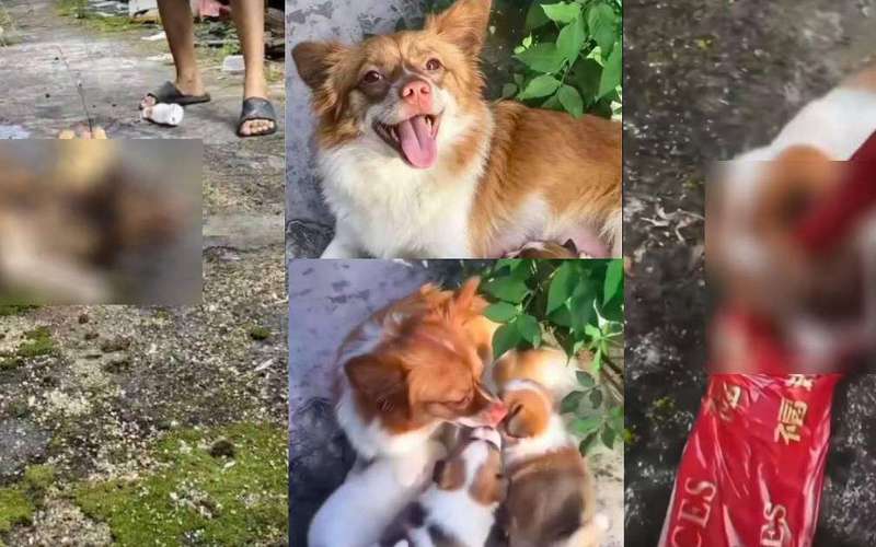 image for Outrage after 4 boys filmed beating, burning mother dog and puppy to death in China