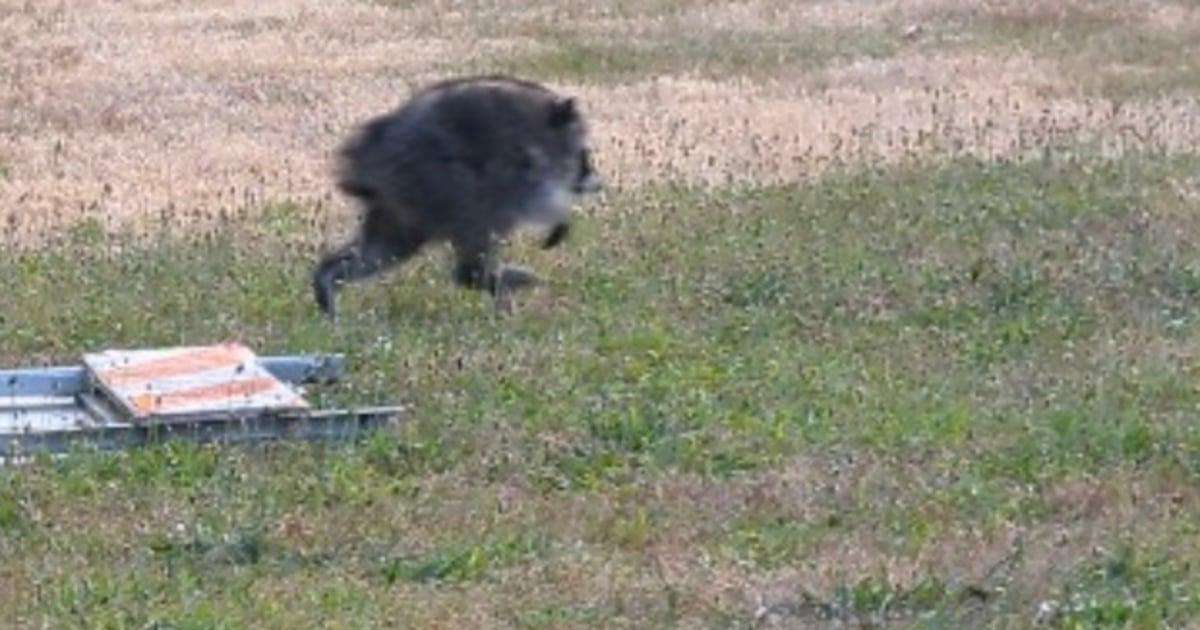 image for Seattle Darling Jimothy The Raccoon Has Scampered Into Hearts Across The Globe