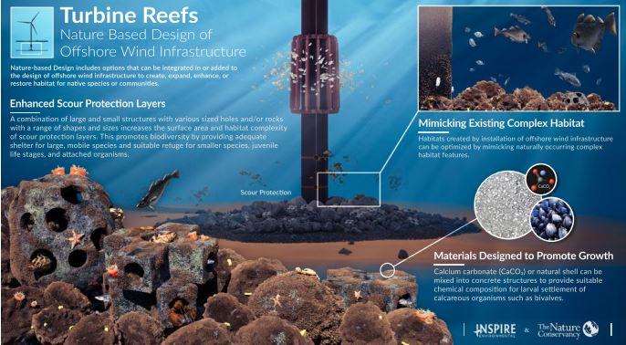 image for The Reef Effect: How Offshore Wind Benefits Marine Life