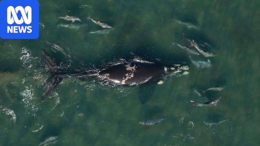 image for True friendship shown as dolphins guide stranded whale out of WA estuary