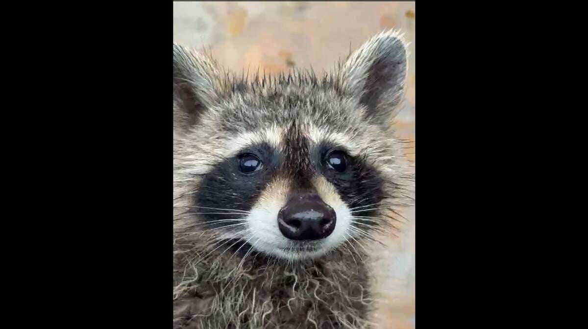 image for Kentucky nurse uses CPR to revive passed-out raccoon drunk in water inside dumpster