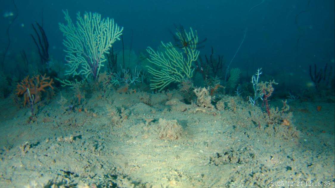 image for Underwater drones discover coral reefs off Benin, long presumed dead, teeming with life