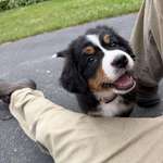 image for [OC] Met this Bernese Mountain Dog puppy the other day, thought I would share the joy.