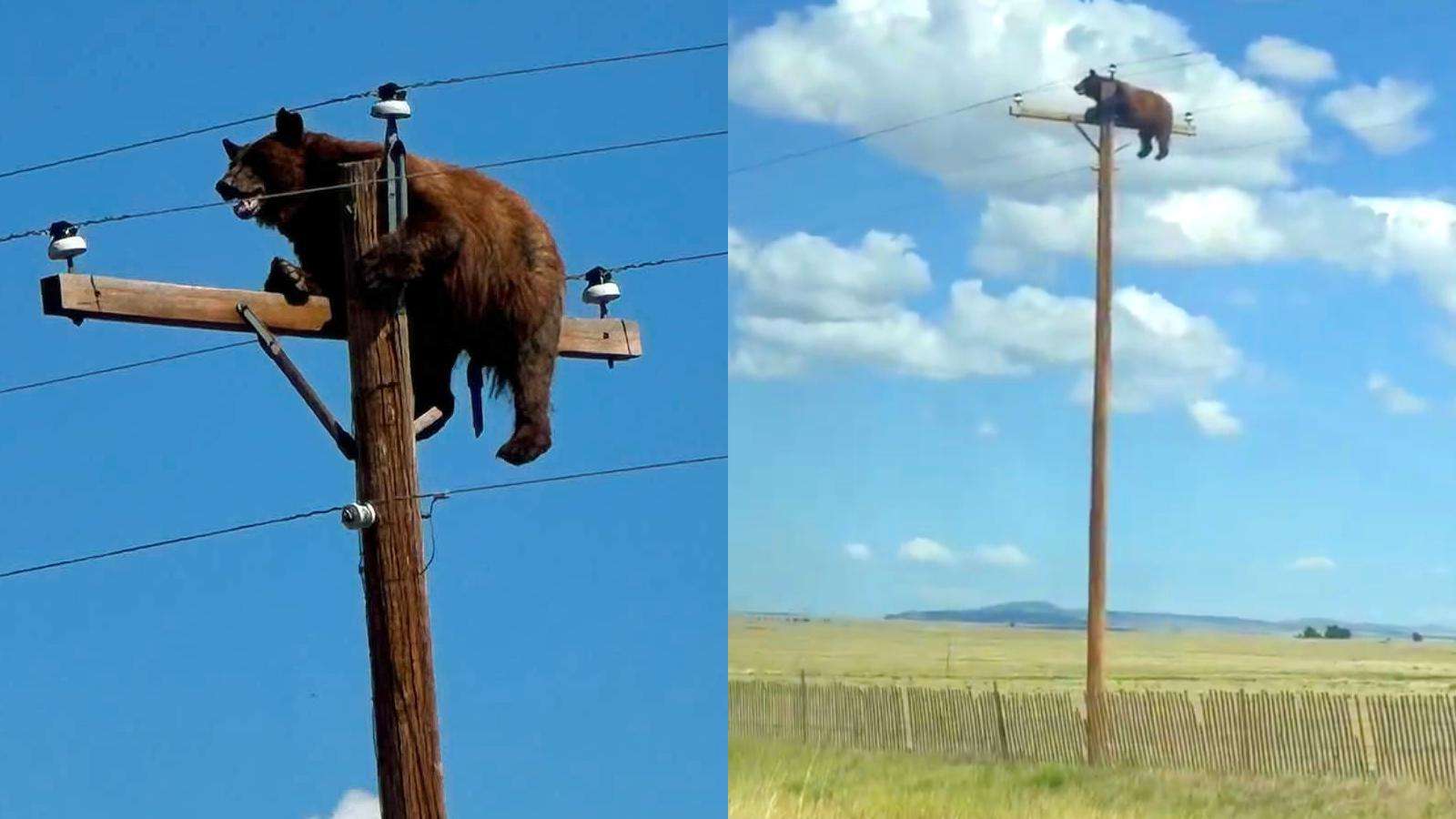 image for Bear dies after getting stuck on utility pole as rescue deemed too risky