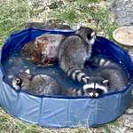 image for It’s been hot so we setup a small pool raccoon babies found [OC]