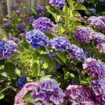 image for The coolest my hydrangeas have looked [OC]