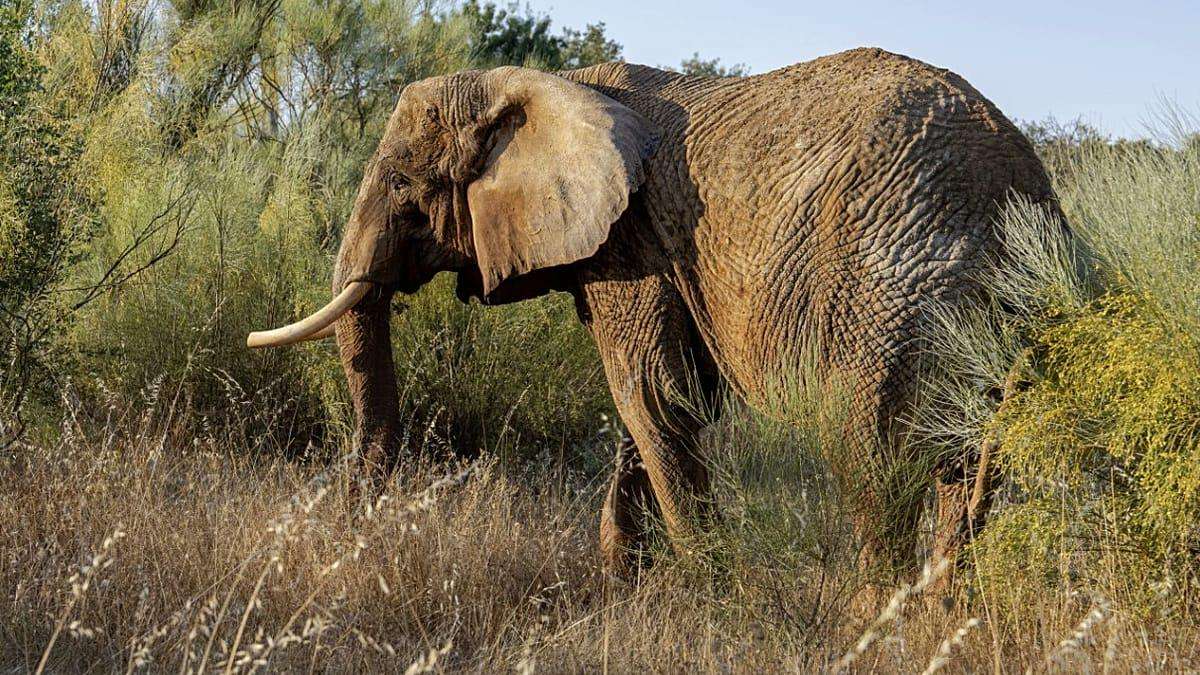 image for Portugal's last circus elephant finds refuge in Alentejo sanctuary
