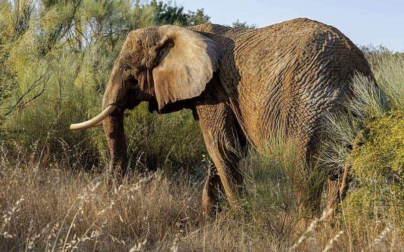 image for Portugal's last circus elephant finds refuge in Alentejo sanctuary
