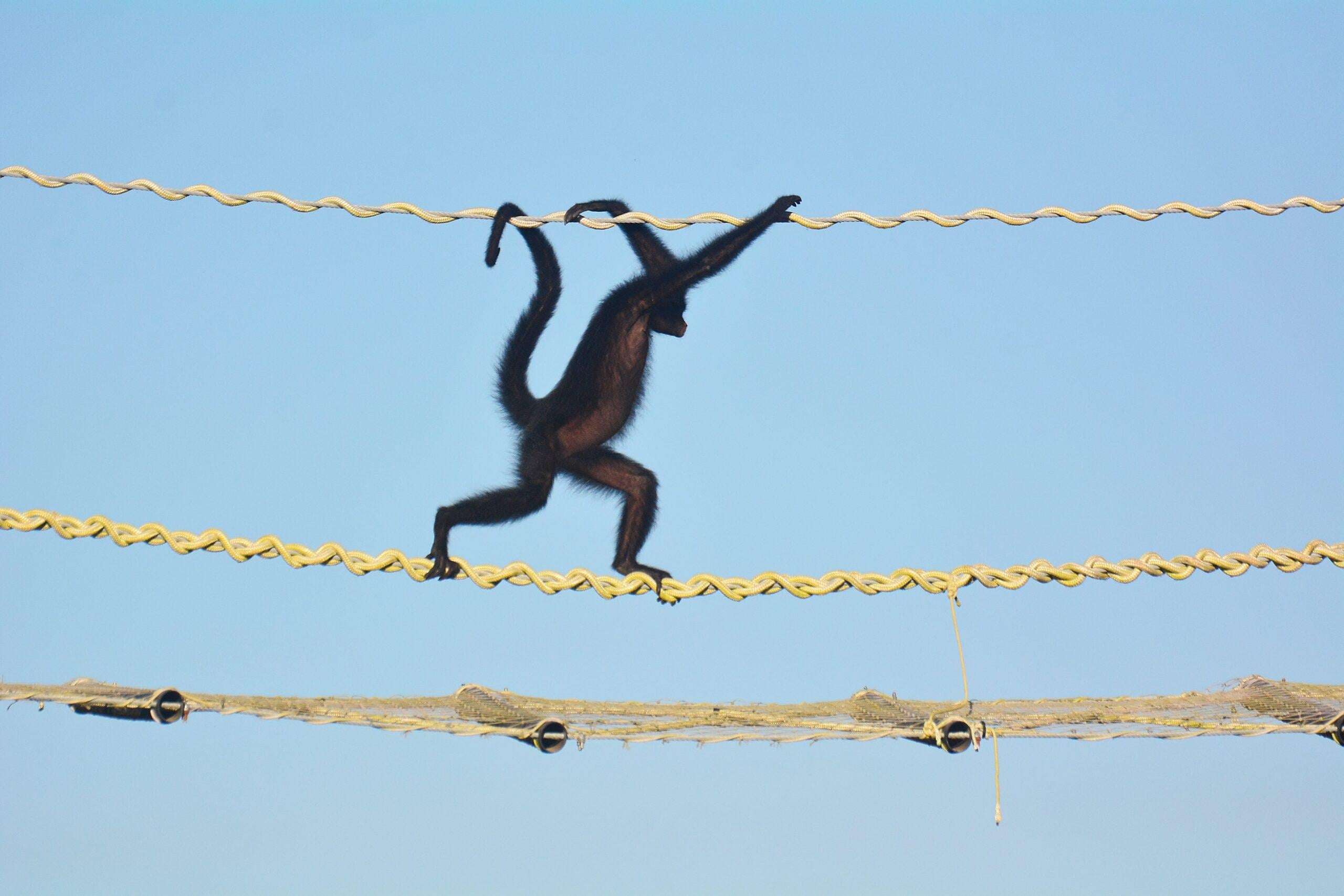 image for Zero roadkill as Amazon canopy bridges secure 15,000 crossings