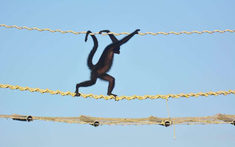 image for Zero roadkill as Amazon canopy bridges secure 15,000 crossings